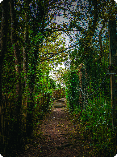 Photographie d'un tunnel d'arbres amenant à la lumière du soleil